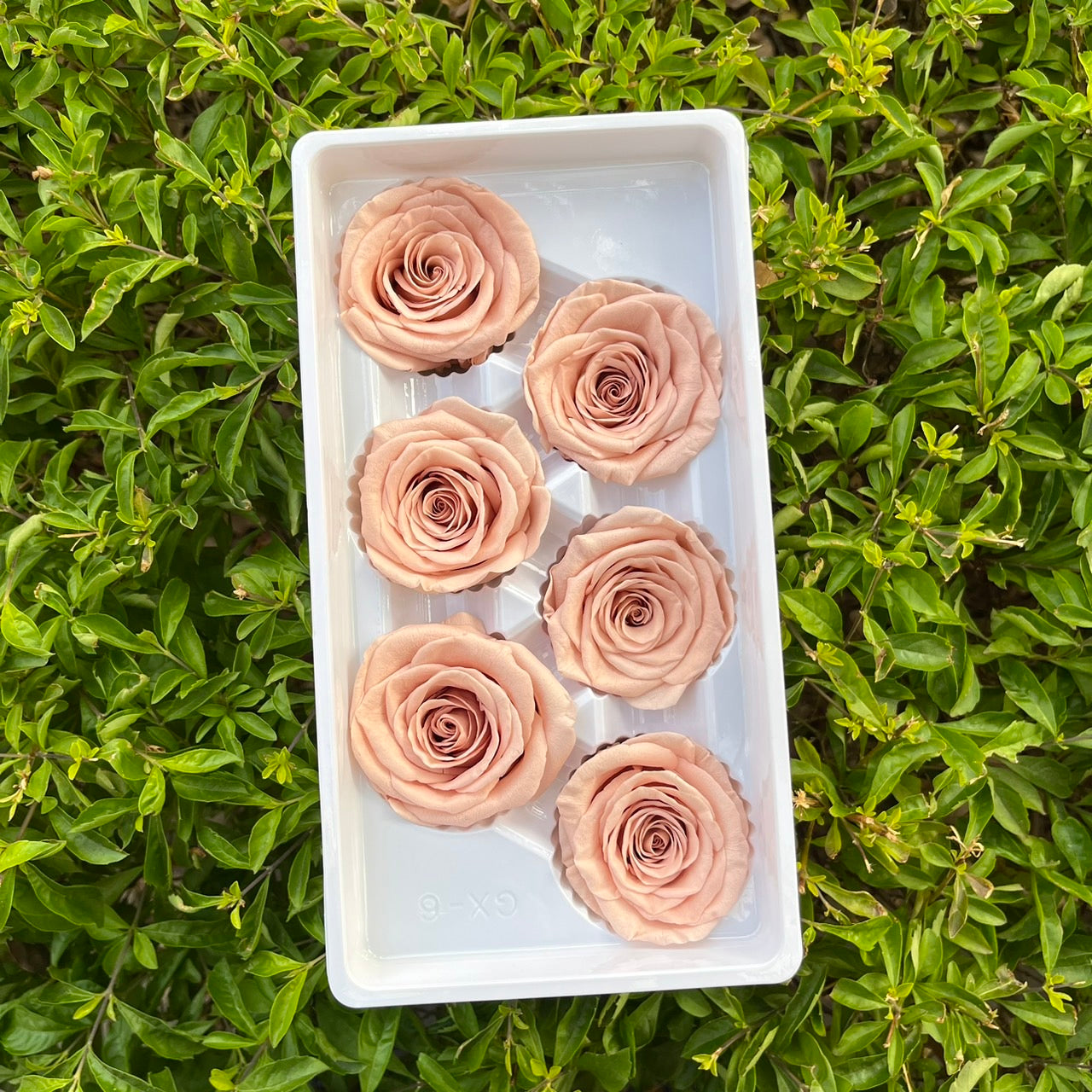 *** R06 永生玫瑰 5~6cm玫瑰 Ａ級 6朵裝 不凋花 小香風玫瑰 色彩款式齊全 莫蘭迪