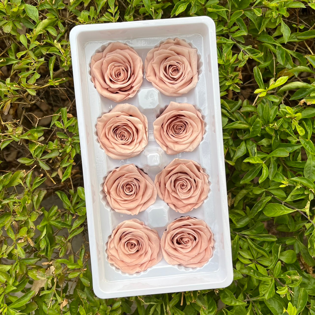 ✿ 台灣現貨 ✿ R08 永生玫瑰 4-5cm 原裝 8朵裝 永生花