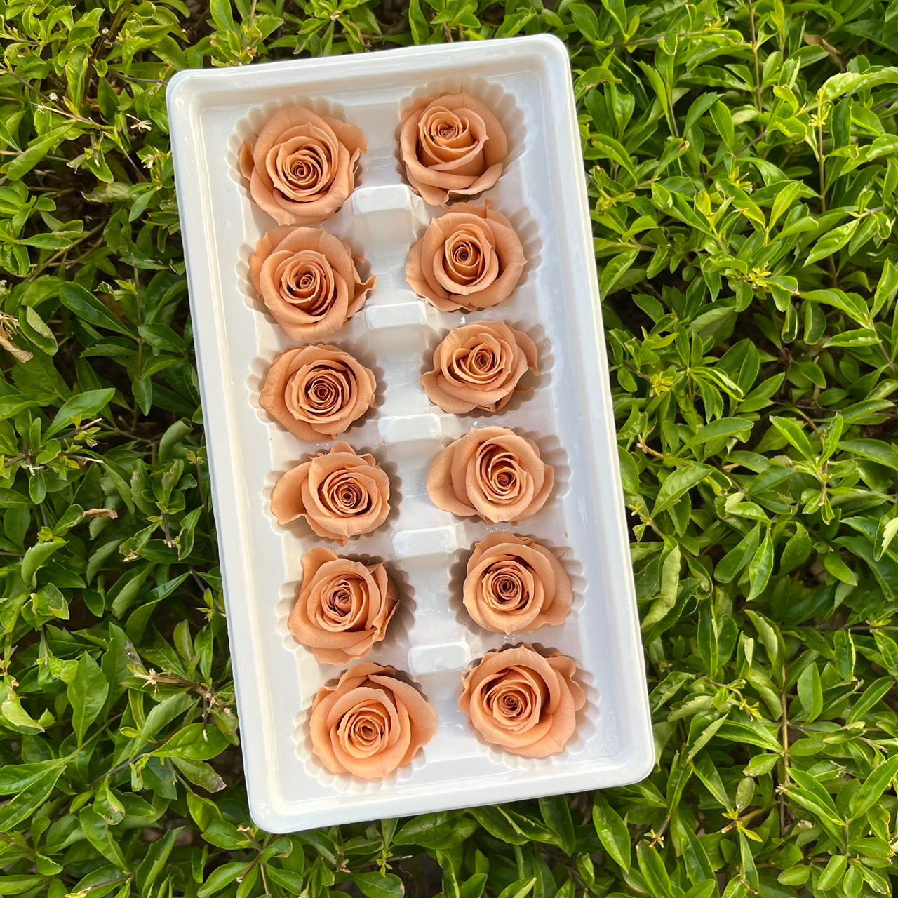 ✿ 台灣現貨 ✿R12 永生玫瑰 3~4cm玫瑰 Ａ級 12朵裝 永生花 不凋花