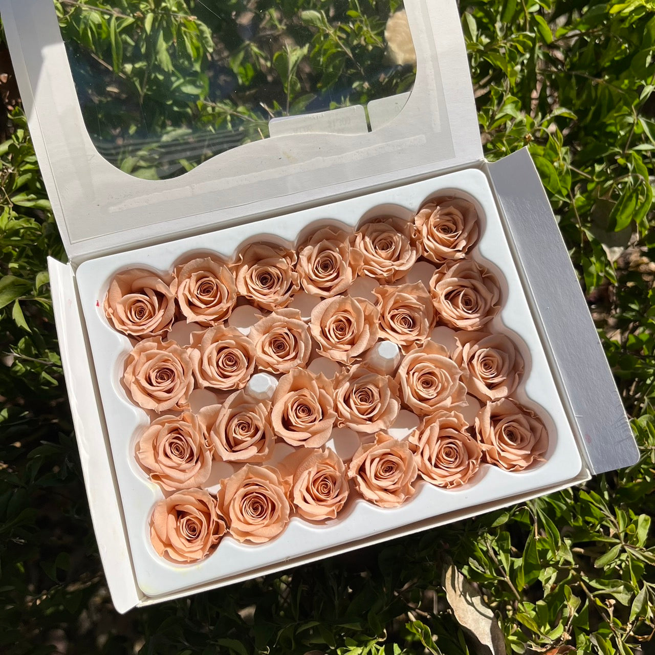 R24 ⟡ 二十四輪玫瑰(1.5-2cm)