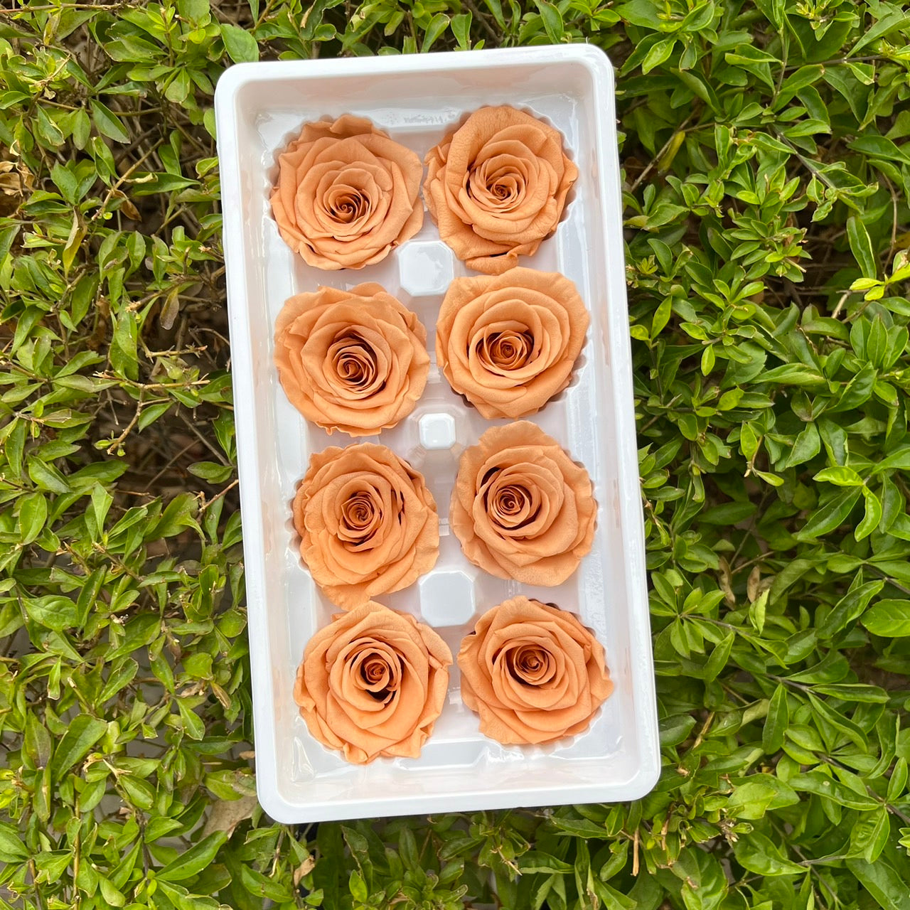 ✿ 台灣現貨 ✿ R08 永生玫瑰 4-5cm 原裝 8朵裝 永生花