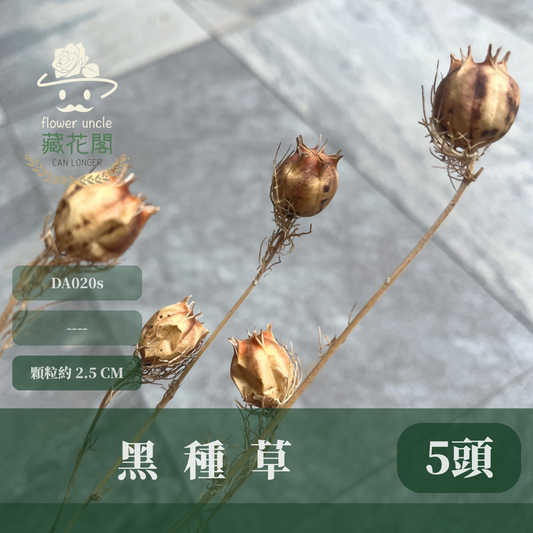 DA020s 黑種草 乾燥 小包（5頭） 台灣現貨