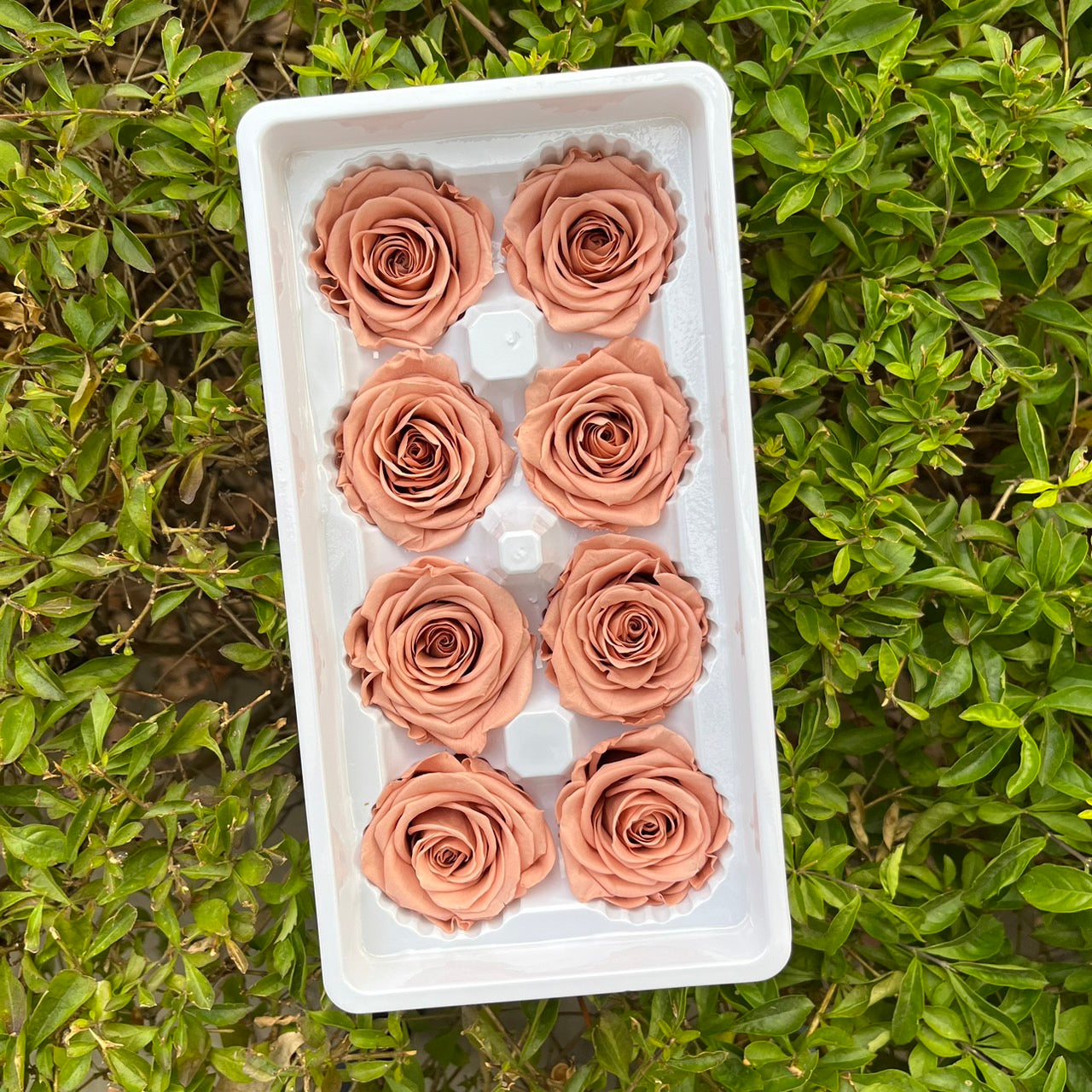 ✿ 台灣現貨 ✿ R08 永生玫瑰 4-5cm 原裝 8朵裝 永生花