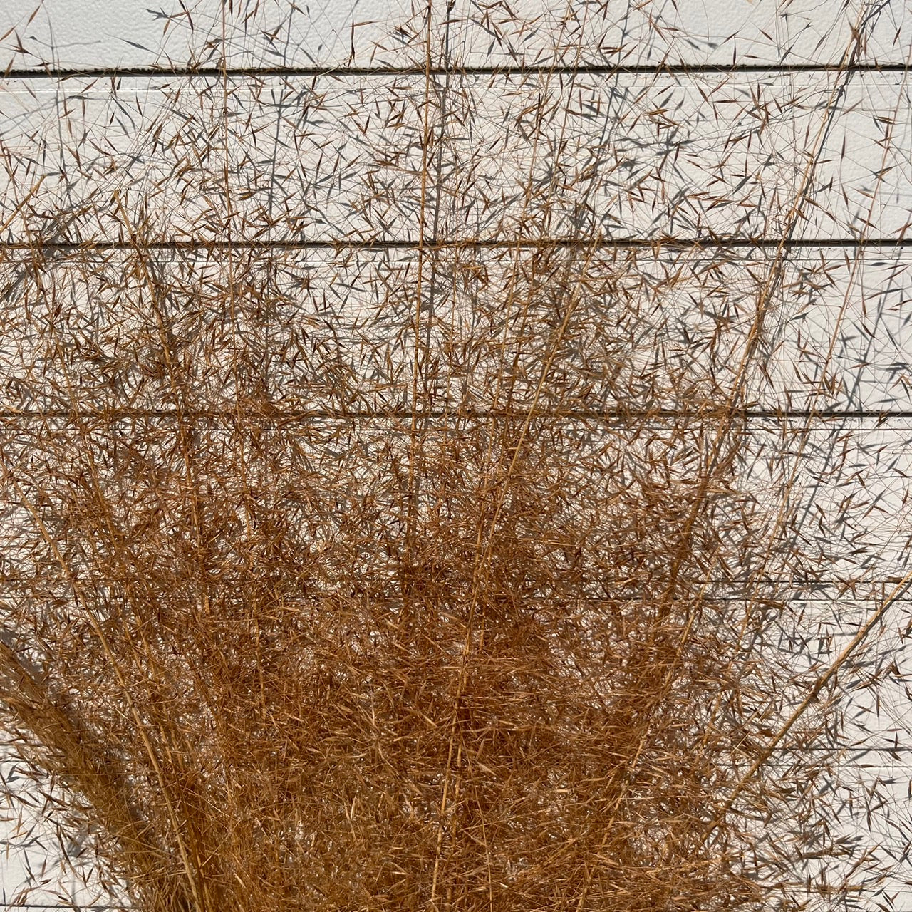 【台灣現貨】PL031-S 粉黛草 (5支) 粉黛 亂子草 芒草 永生花 小份 點綴花材 夢幻 DIY 材料包