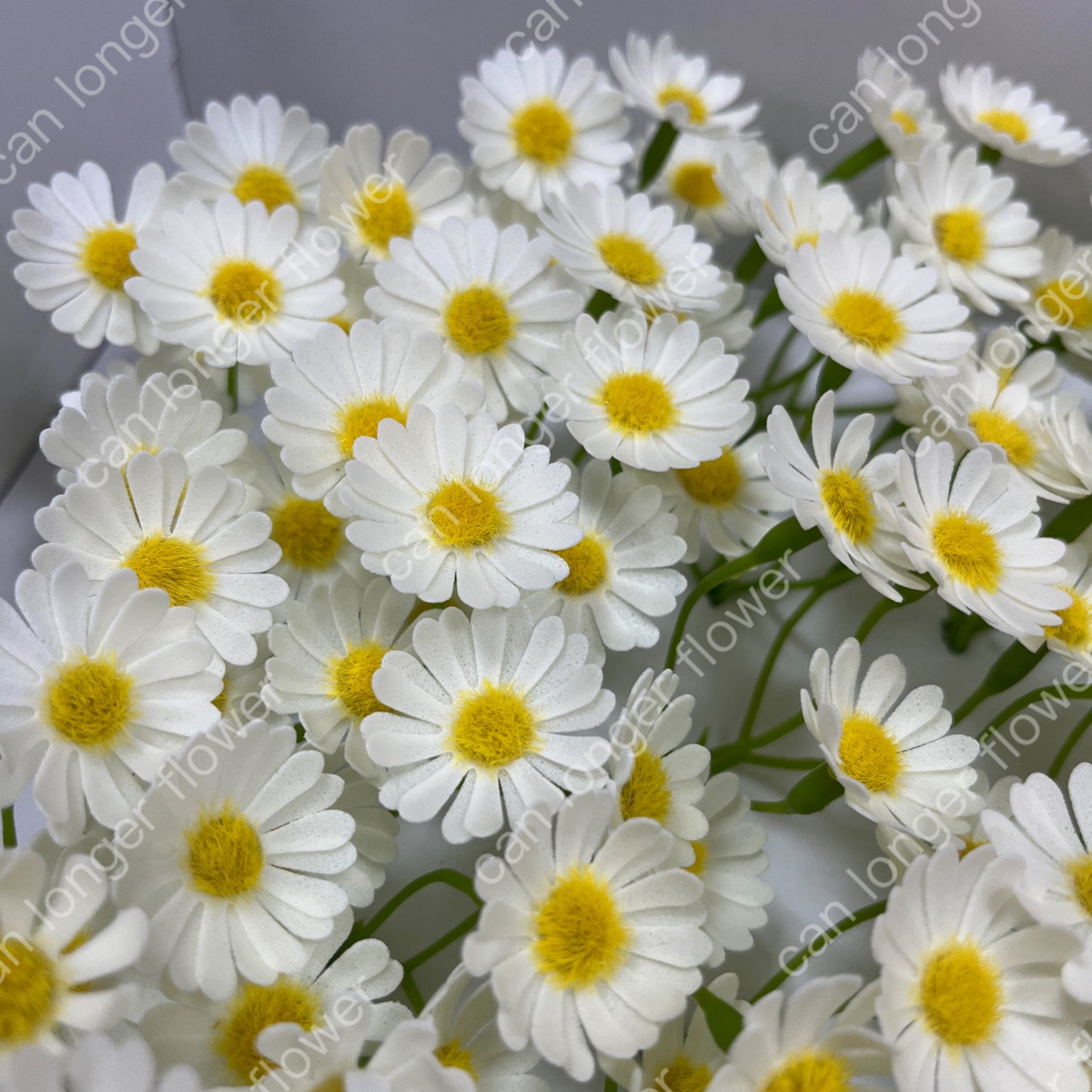 AS004 洋甘菊5頭 香皂花