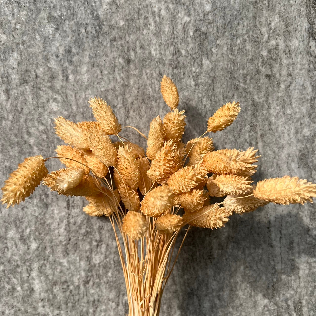 DA002S 加那利 小份量 寶石草 佳那利 加納利 小穗花 台灣現貨