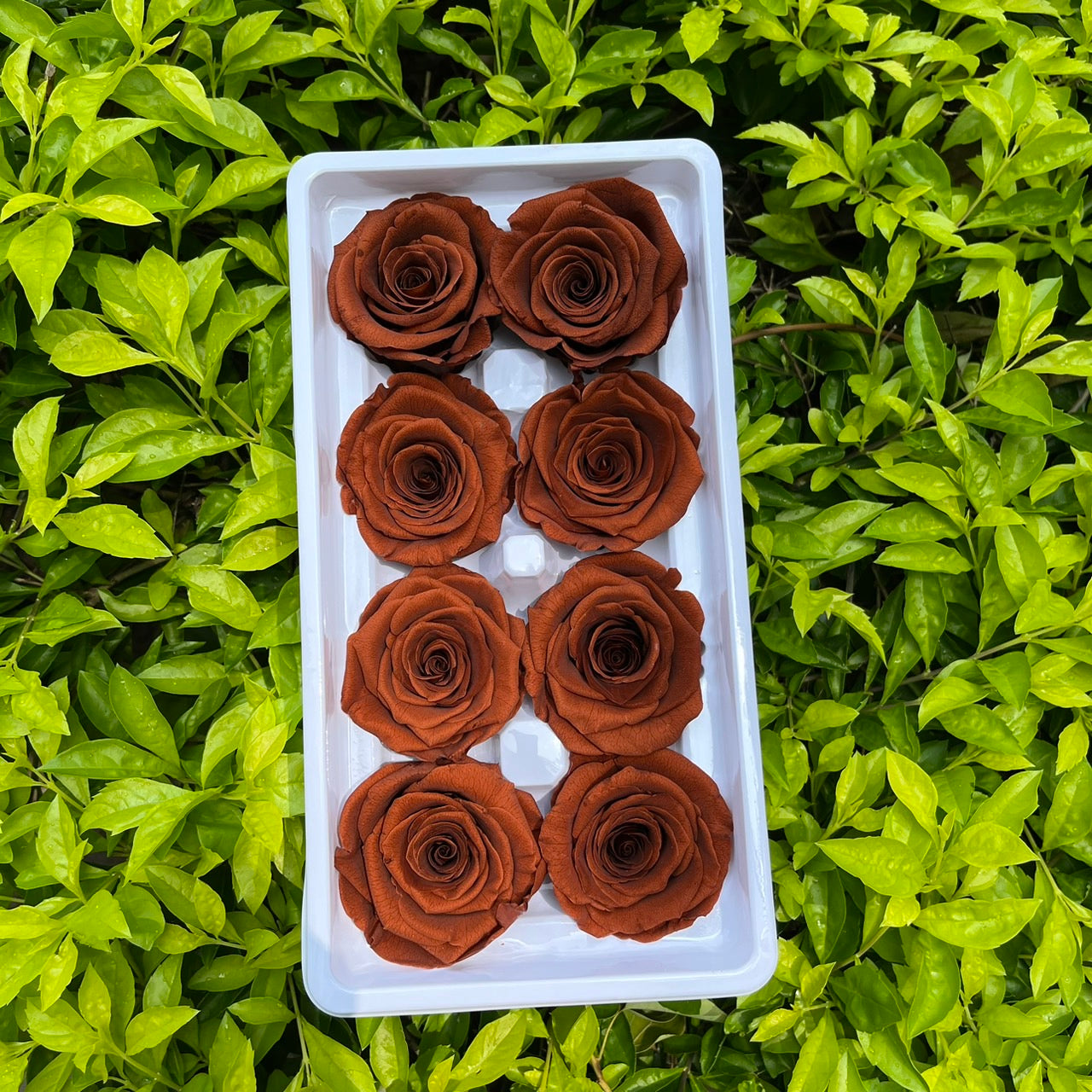 ✿ 台灣現貨 ✿ R08 永生玫瑰 4-5cm 原裝 8朵裝 永生花