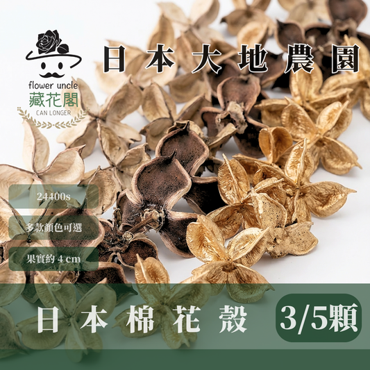 24400s 日本棉花殼經濟包(3/5個) ｜日本大地 乾燥花材 花圈材料 24400-902 24400-000
