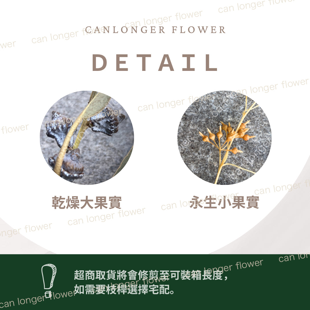 ✿ 台灣現貨 ✿ PL006 DL006 小米果葉 小米果尤加利