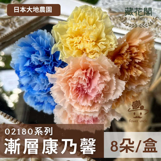 02180/02182 康乃馨5-6.5cm 8朵裝