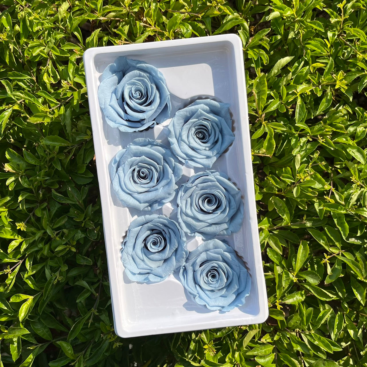 *** R06 永生玫瑰 5~6cm玫瑰 Ａ級 6朵裝 不凋花 小香風玫瑰 色彩款式齊全 莫蘭迪