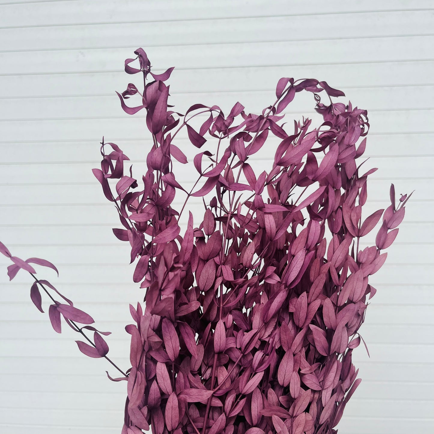 ✿ 台灣現貨 ✿ PL004 DL004 細葉尤加利