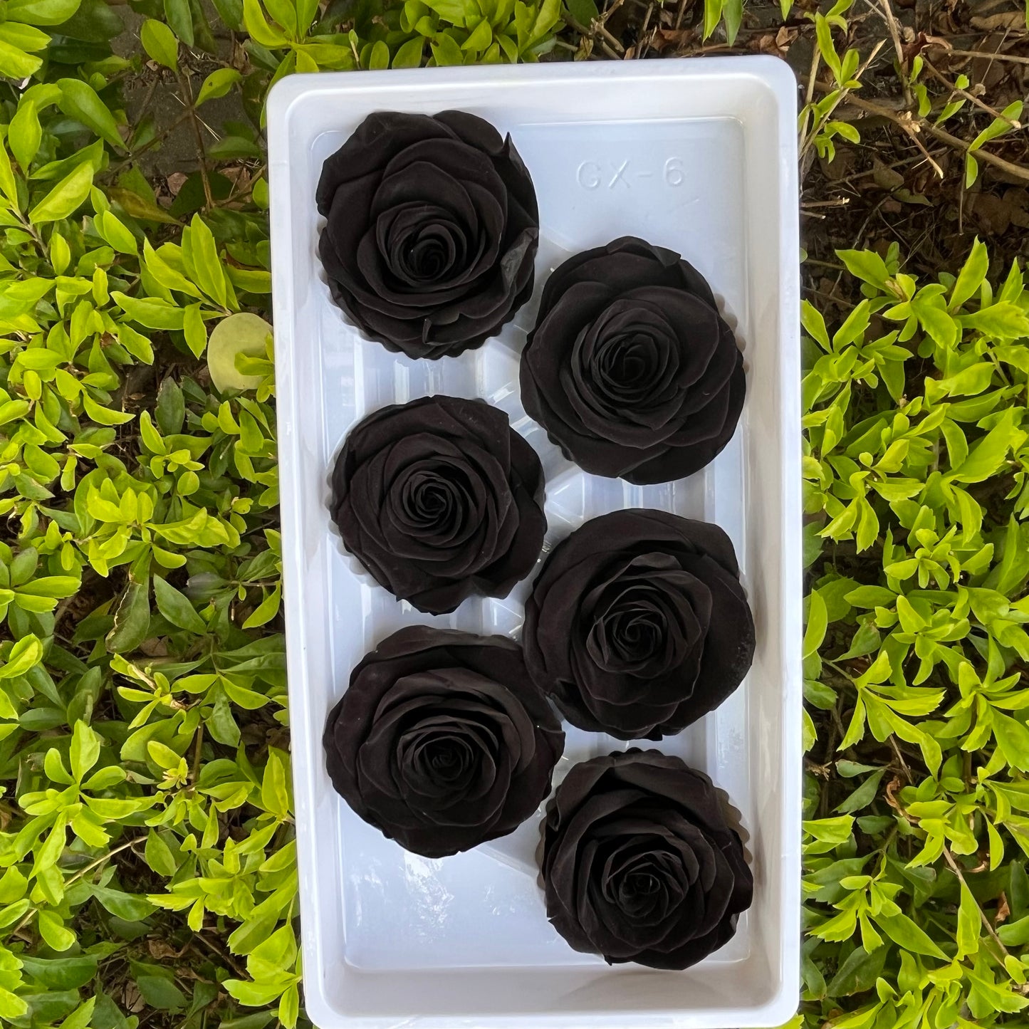 R06 六輪玫瑰