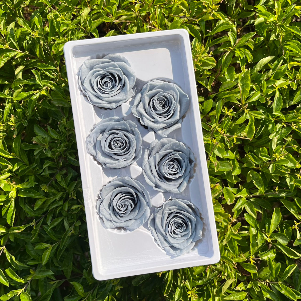 *** R06 永生玫瑰 5~6cm玫瑰 Ａ級 6朵裝 不凋花 小香風玫瑰 色彩款式齊全 莫蘭迪