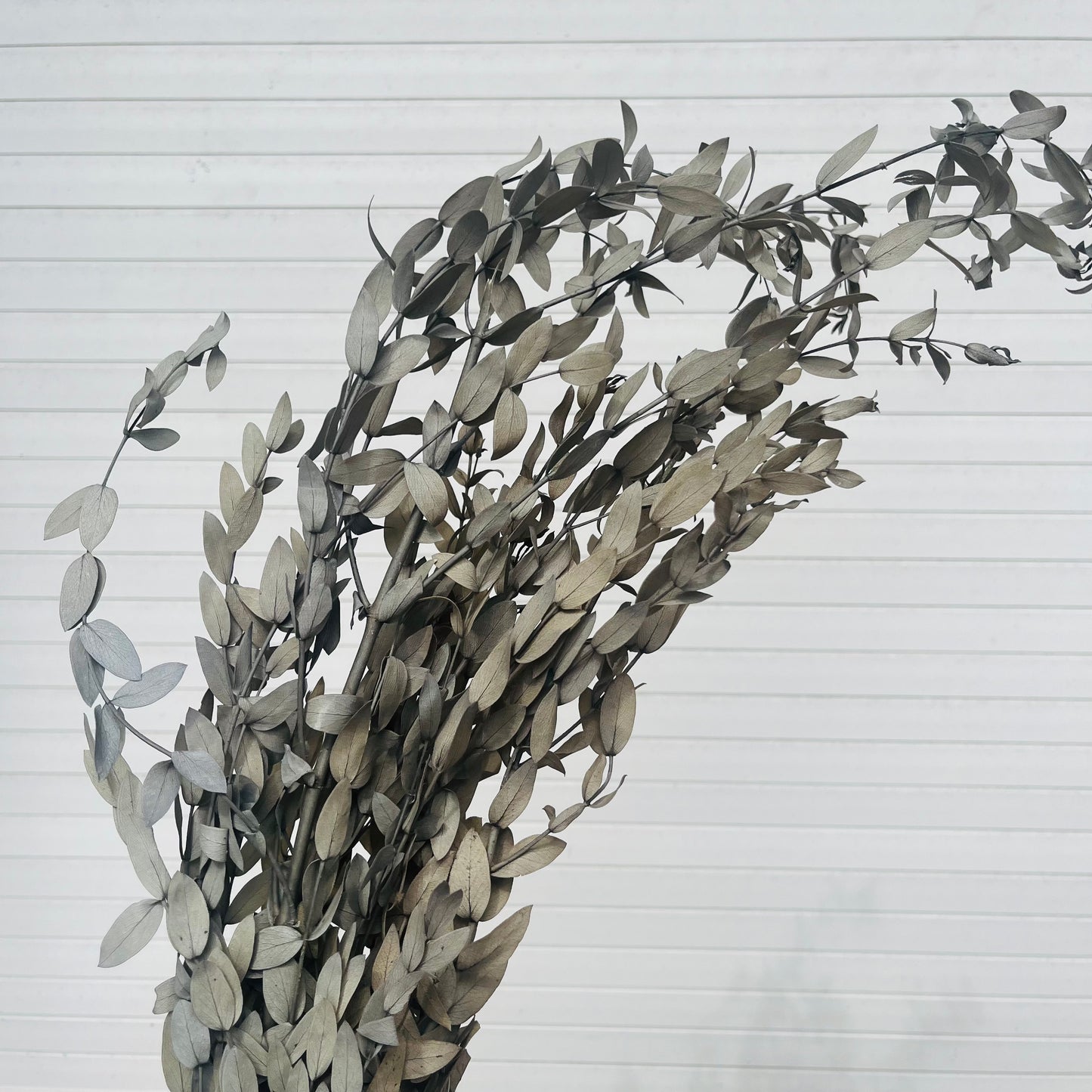 ✿ 台灣現貨 ✿ PL004 DL004 細葉尤加利