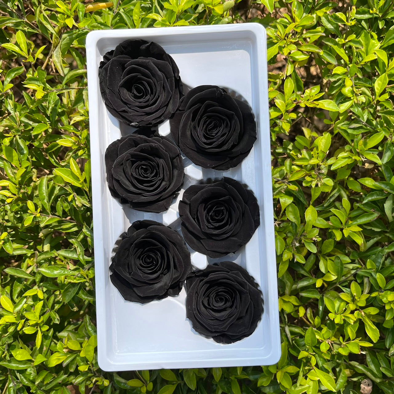 R24 二十四輪玫瑰