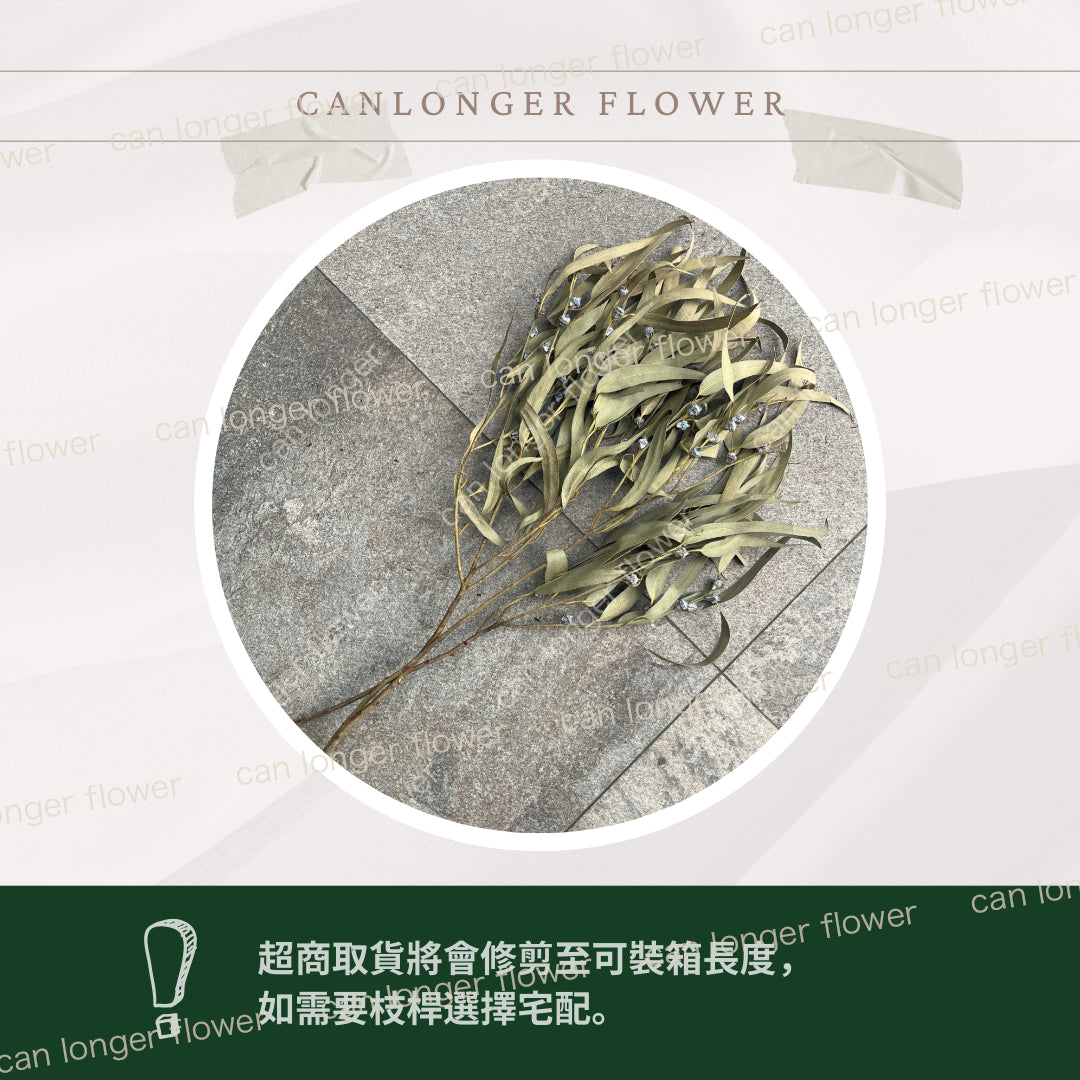 ✿ 台灣現貨 ✿ PL006 DL006 小米果葉 小米果尤加利