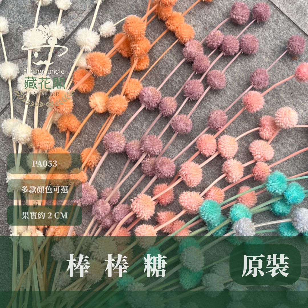 PA053 原裝永生棒棒糖｜公主風永生花 乾燥花 不凋花 永生花材批發 果實花 花藝材料 diy材料 花束 花禮 花圈