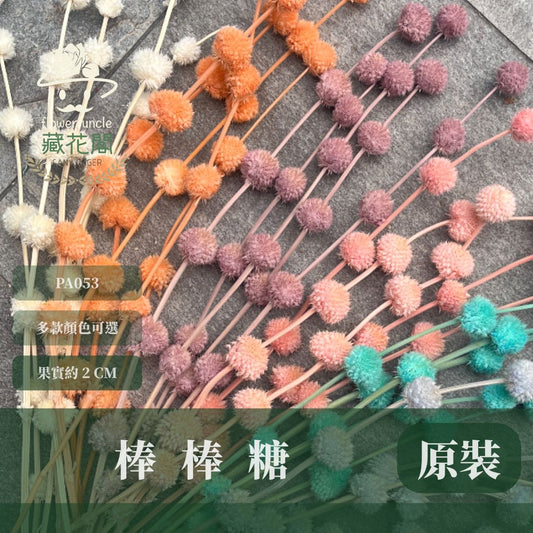 PA053 原裝永生棒棒糖｜公主風永生花 乾燥花 不凋花 永生花材批發 果實花 花藝材料 diy材料 花束 花禮 花圈