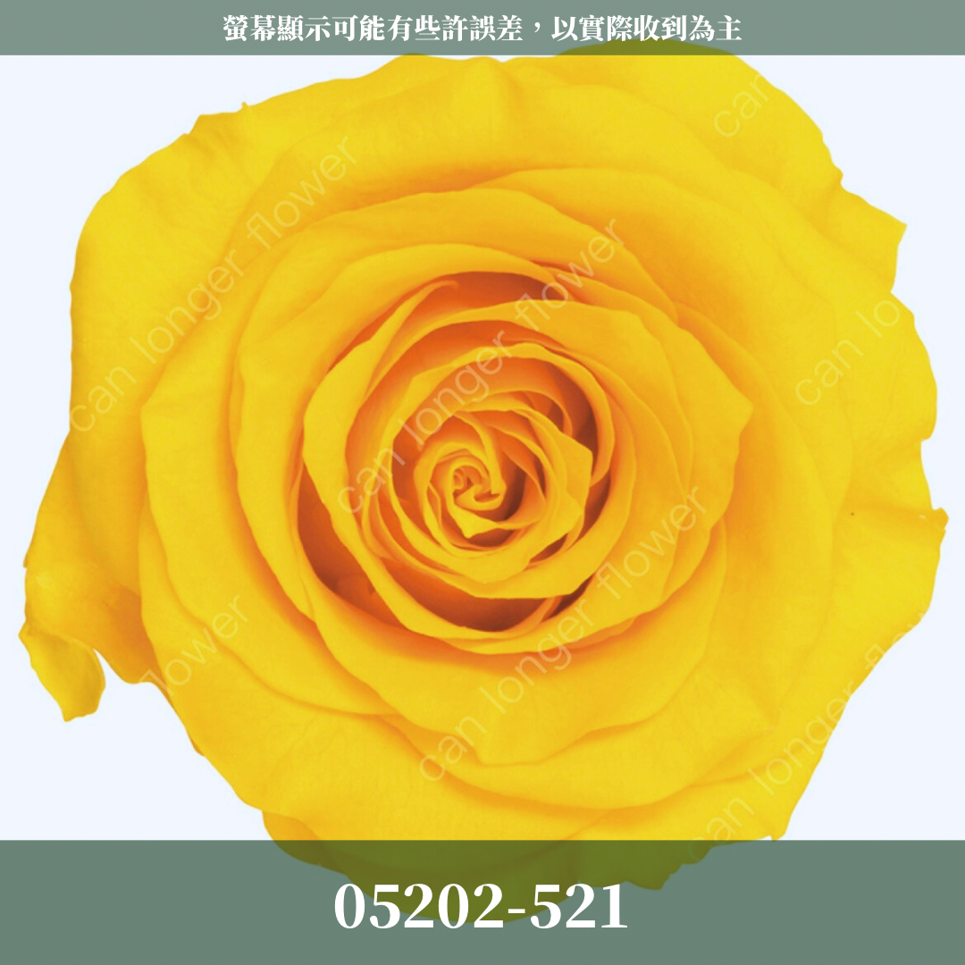 05202 大玫瑰
