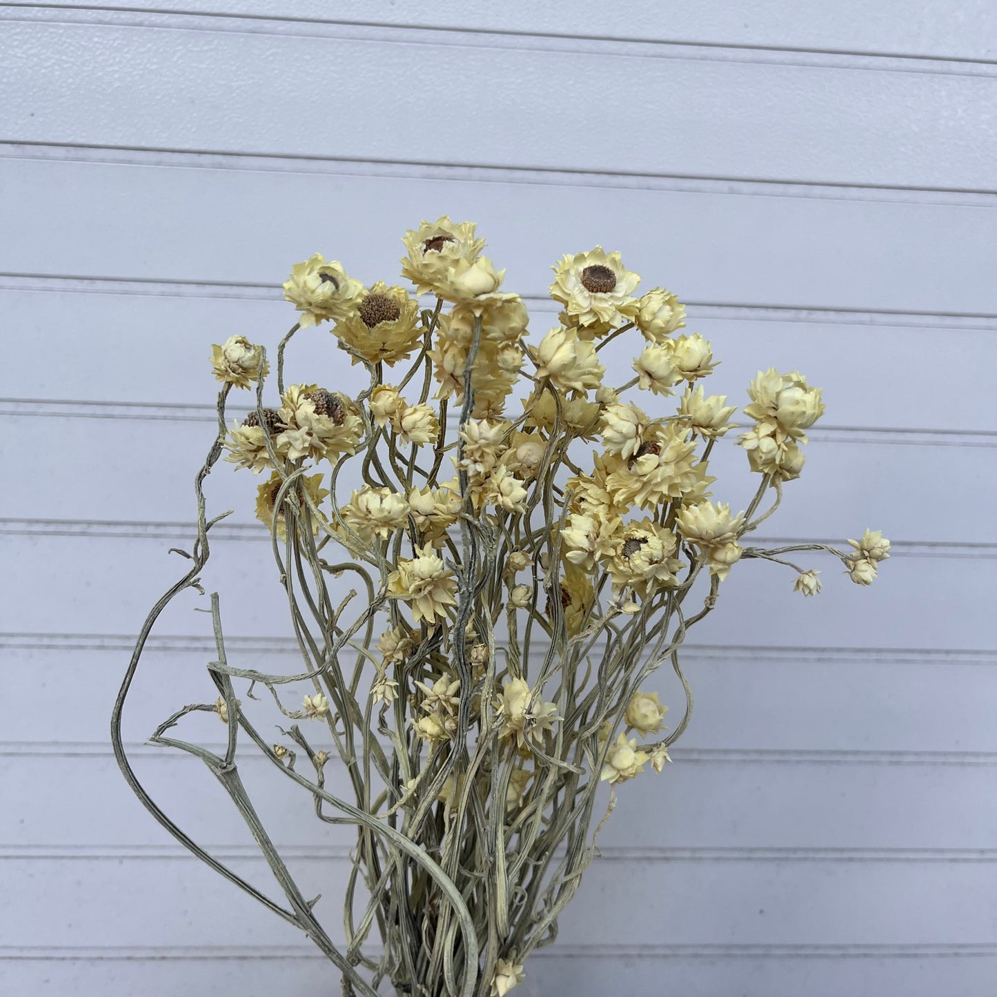 10303銀苞菊(約5克) 小份量