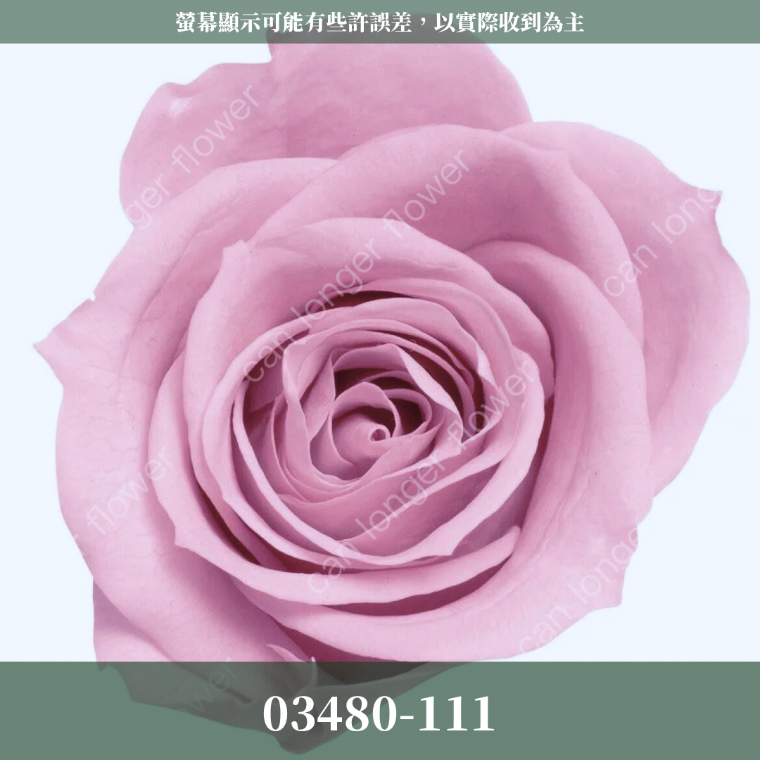 【台灣現貨】花大伯 03480 日本大地農園 中玫瑰 9朵裝 原裝 款式色彩齊全 永生玫瑰 不凋玫瑰