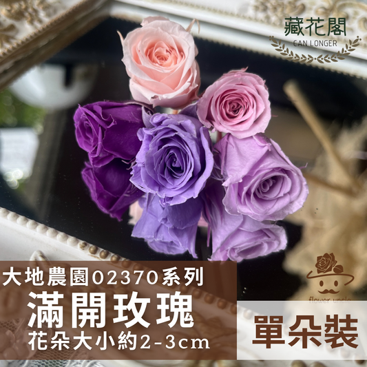 02370 日本迷你玫瑰