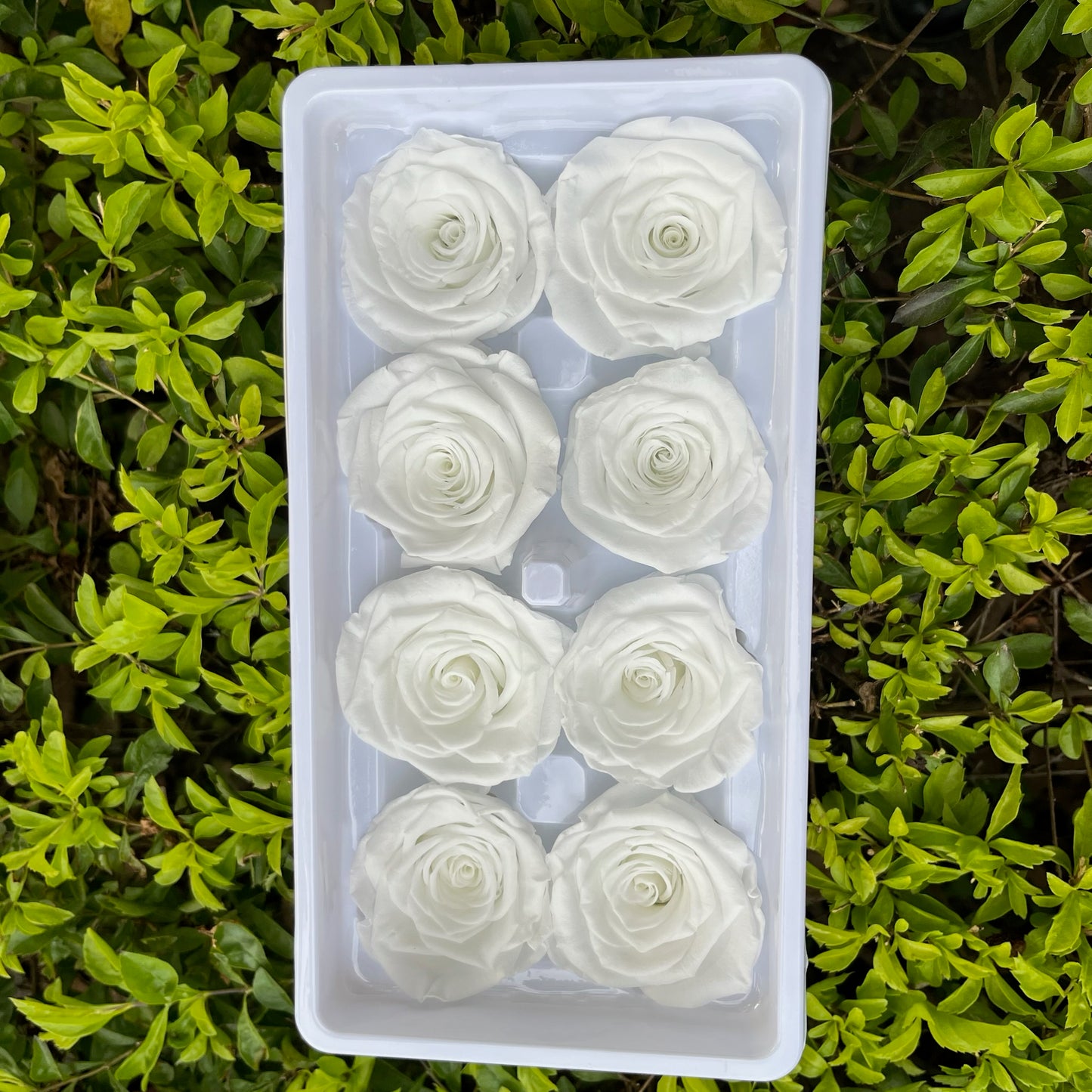 ✿ 台灣現貨 ✿ R08 永生玫瑰 4-5cm 原裝 8朵裝 永生花