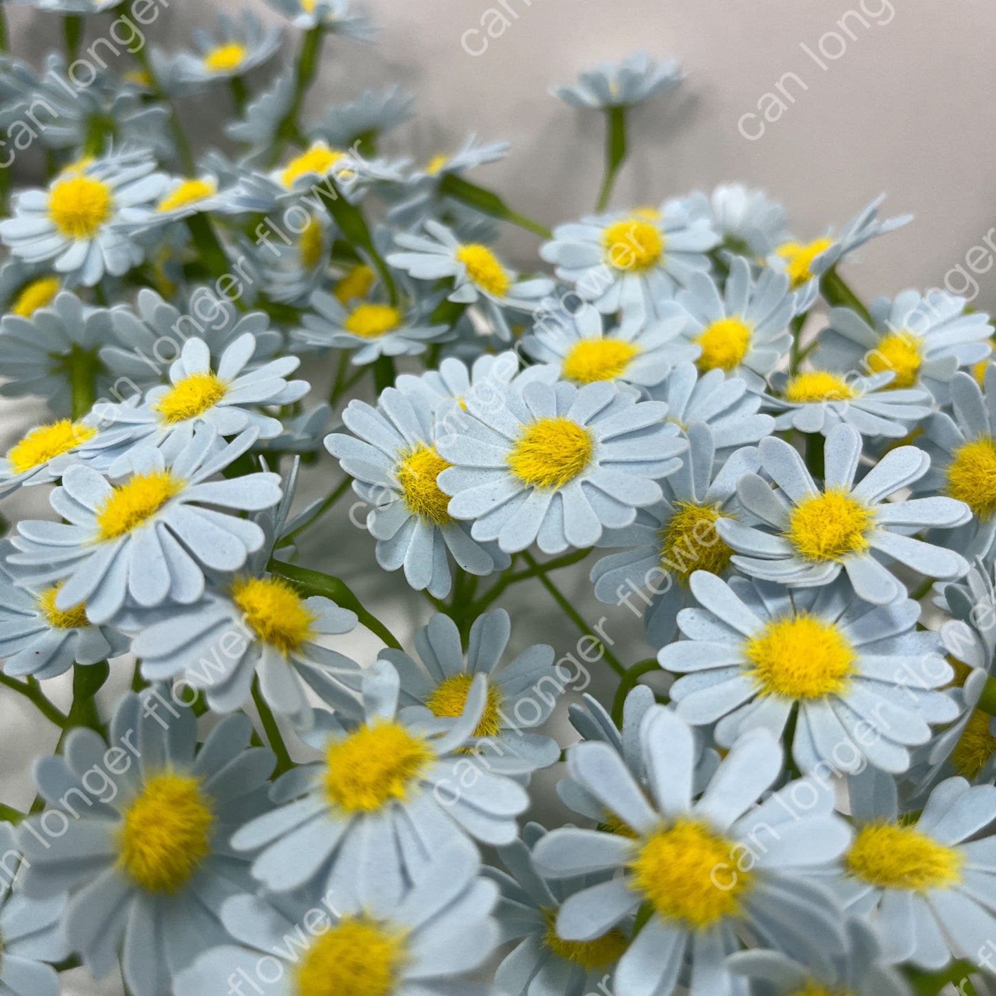 AS004 洋甘菊5頭 香皂花