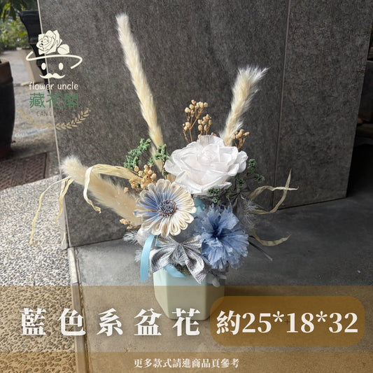Gift-F083 藍色系永生小盆花 藍色 白色 冷色調 盆花 開幕 送禮 慶賀 擺飾 裝飾品