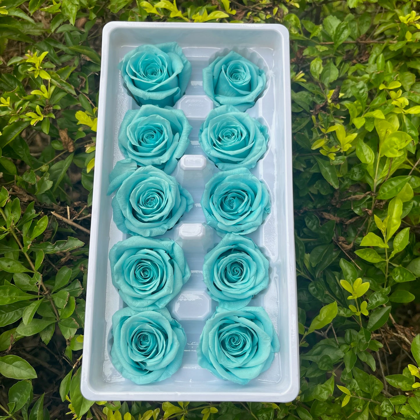 ✿ 台灣現貨 ✿ R10 永生玫瑰 3~4cm玫瑰 Ａ級 10朵裝 永生花 不凋花