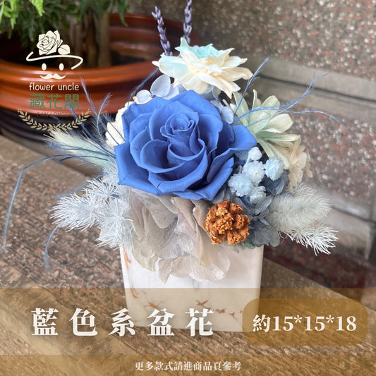 Gift-f062 藍色系盆花 藍色 盆花 開幕 送禮 慶賀