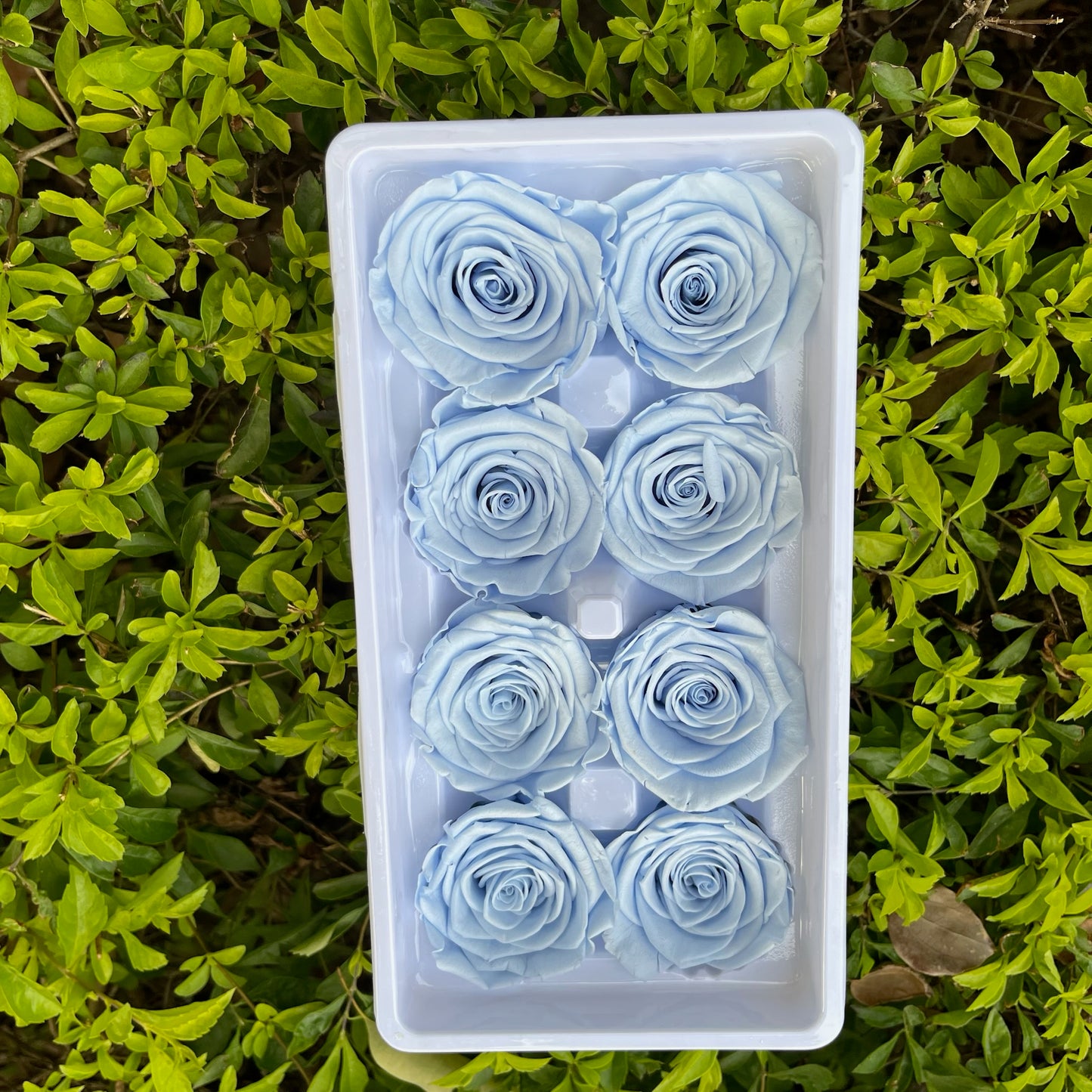 ✿ 台灣現貨 ✿ R08 永生玫瑰 4-5cm 原裝 8朵裝 永生花