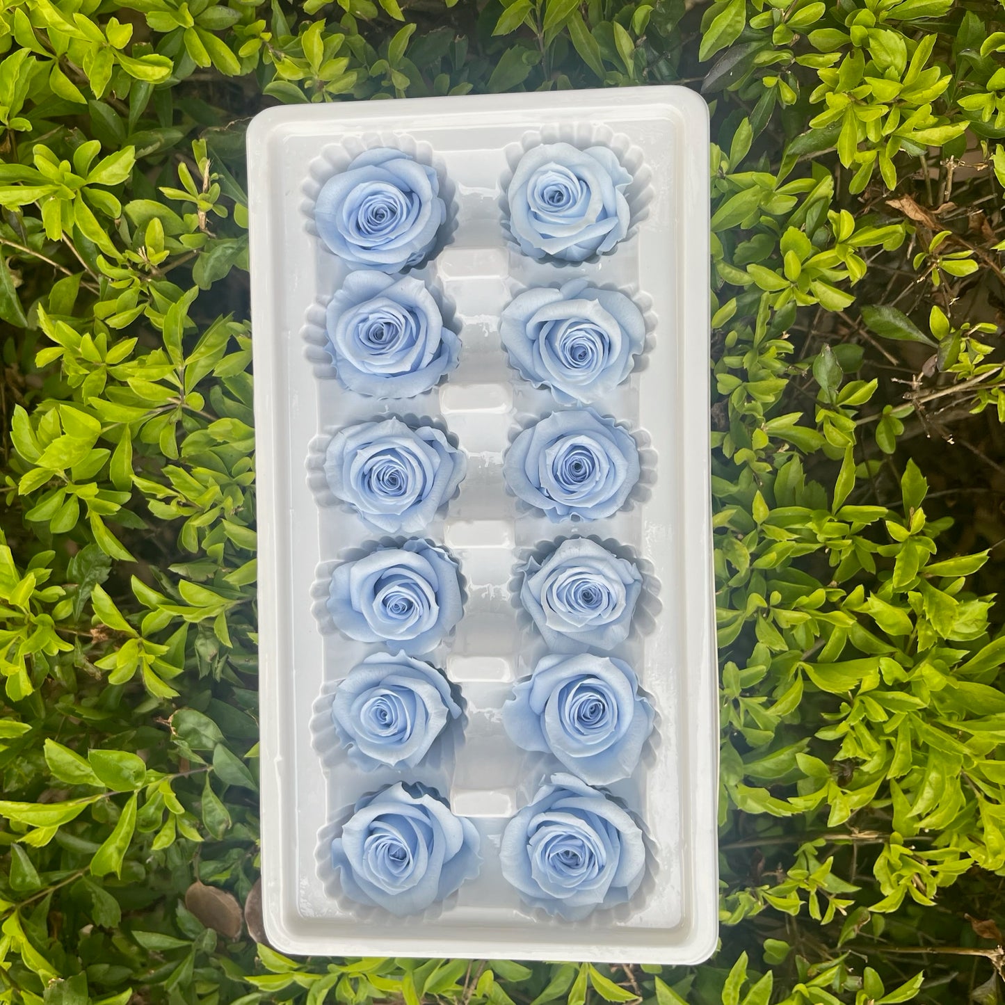 ✿ 台灣現貨 ✿R12 永生玫瑰 3~4cm玫瑰 Ａ級 12朵裝 永生花 不凋花