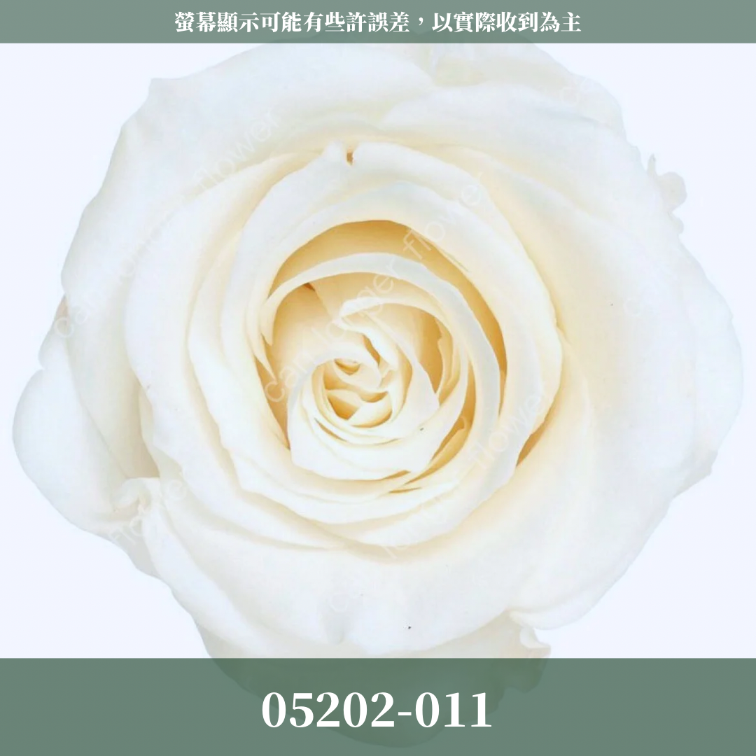 05202 大玫瑰