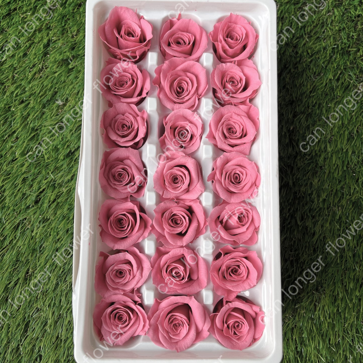 R21 二十一輪玫瑰