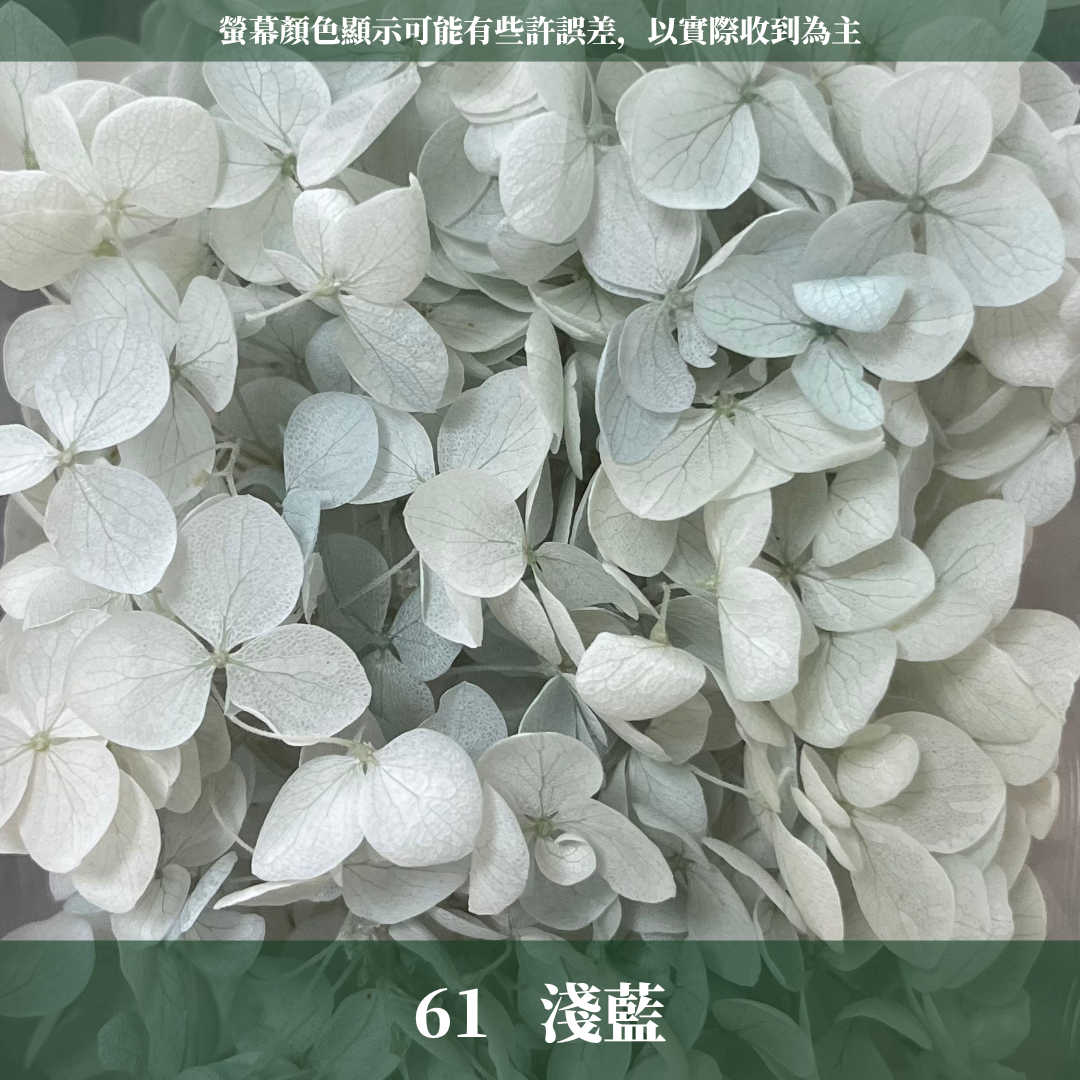 PF005-S 安娜繡球經濟盒裝｜ A級 漸層繡球 紫陽花 永生花 不凋花 乾燥花 DIY花材 拍攝道具 蜉蝣花花材