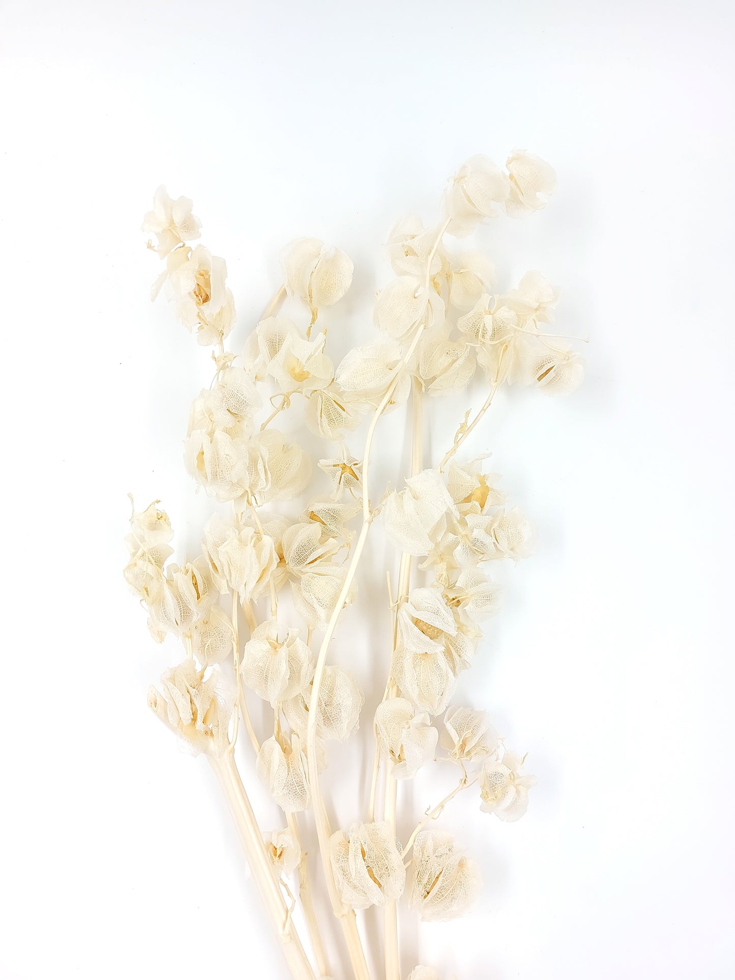 ✿ 台灣現貨 ✿ PA035s 風鈴果 小份量