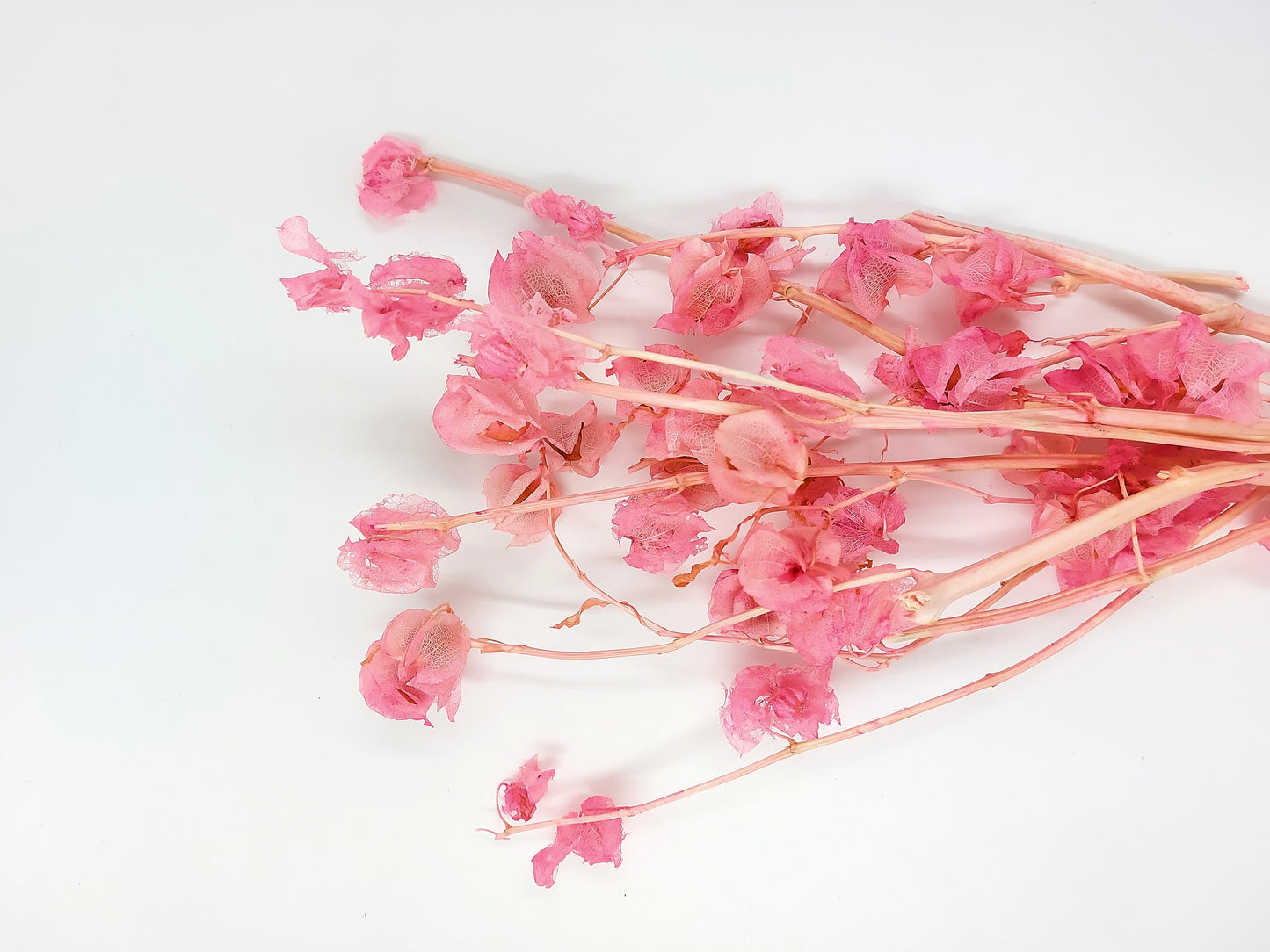 ✿ 台灣現貨 ✿ PA035s 風鈴果 小份量