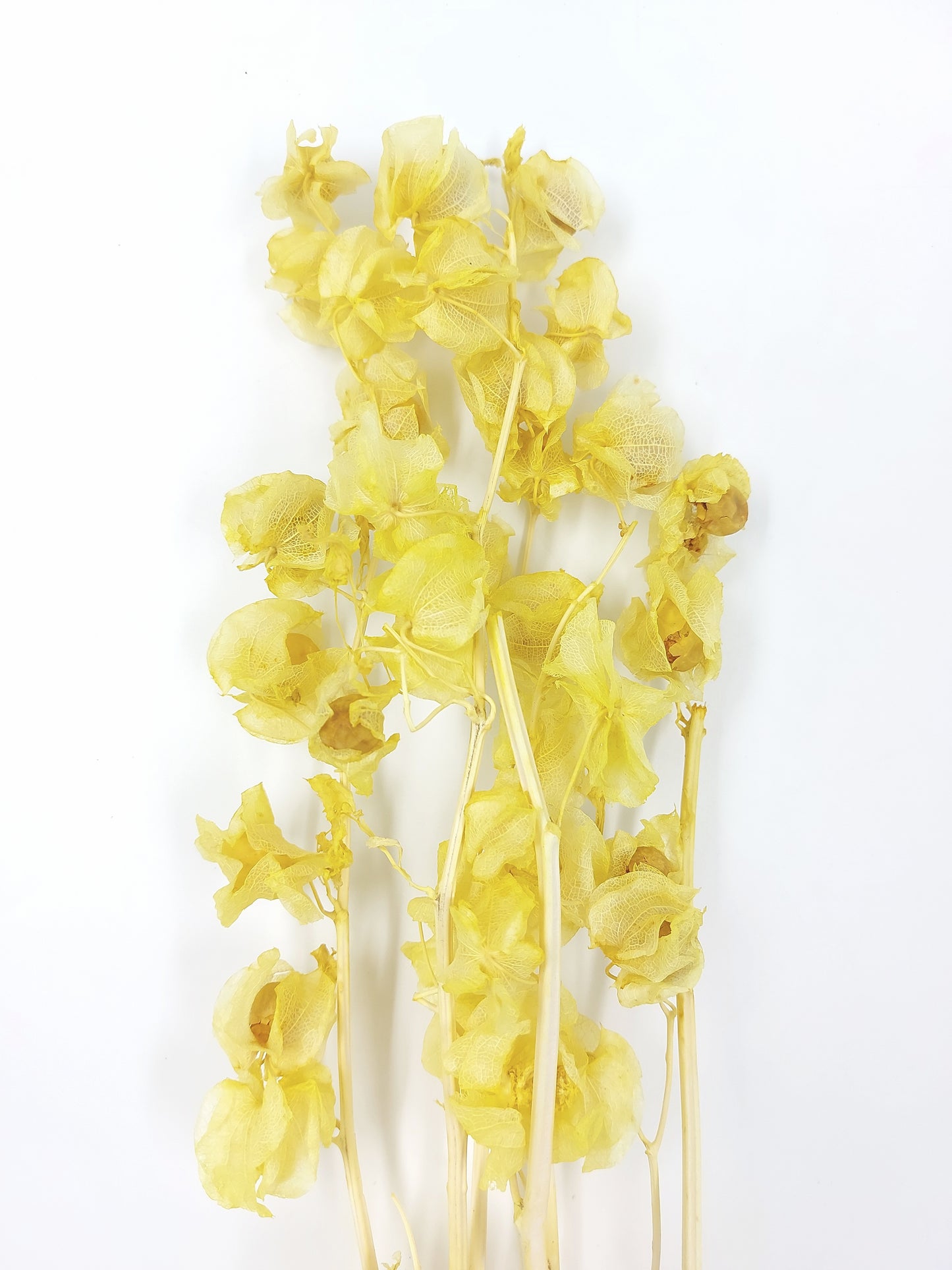 ✿ 台灣現貨 ✿ PA035s 風鈴果 小份量