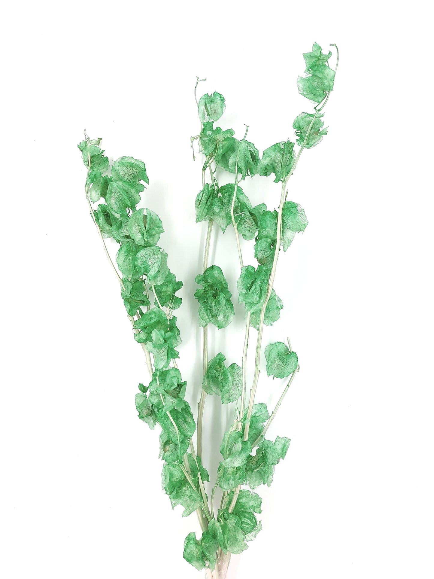 ✿ 台灣現貨 ✿ PA035s 風鈴果 小份量