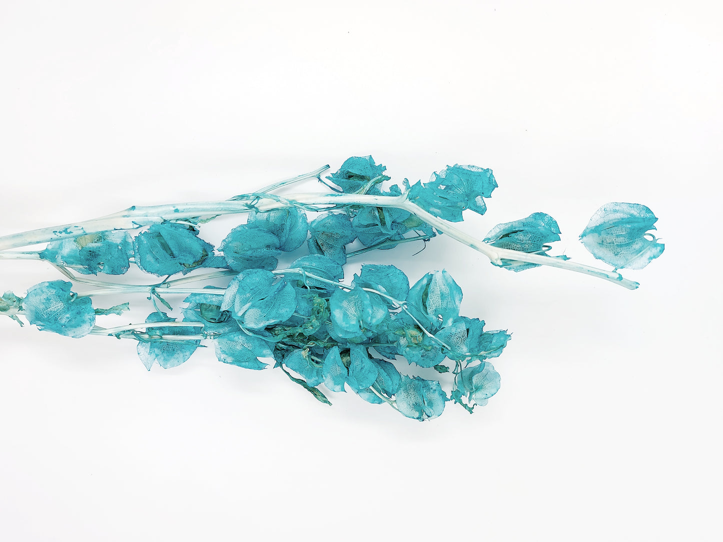 ✿ 台灣現貨 ✿ PA035s 風鈴果 小份量