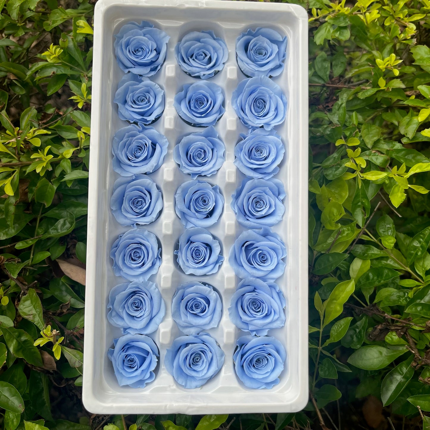 ✿ 台灣現貨 ✿ R21 永生玫瑰 2~3cm玫瑰 Ａ級 21朵裝 不凋花 永生花