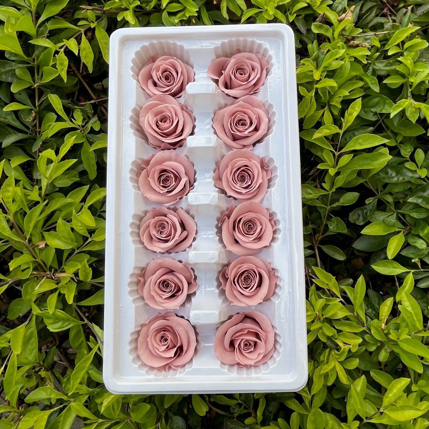 ✿ 台灣現貨 ✿R12 永生玫瑰 3~4cm玫瑰 Ａ級 12朵裝 永生花 不凋花