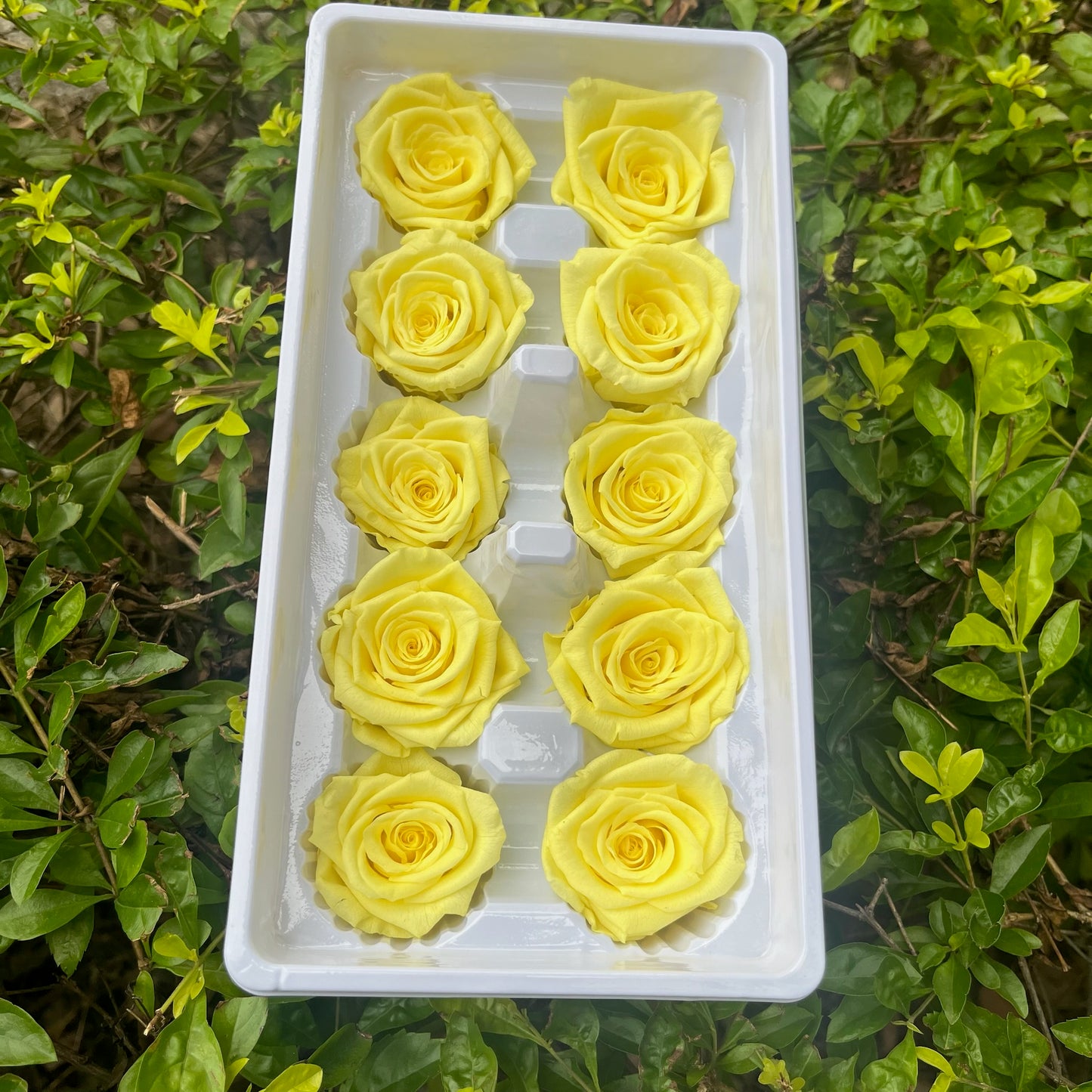 ✿ 台灣現貨 ✿ R10 永生玫瑰 3~4cm玫瑰 Ａ級 10朵裝 永生花 不凋花