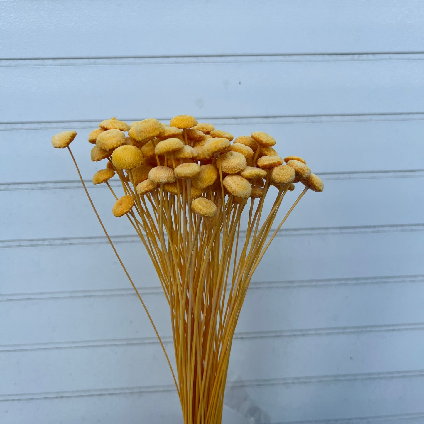 30160鈕扣菊