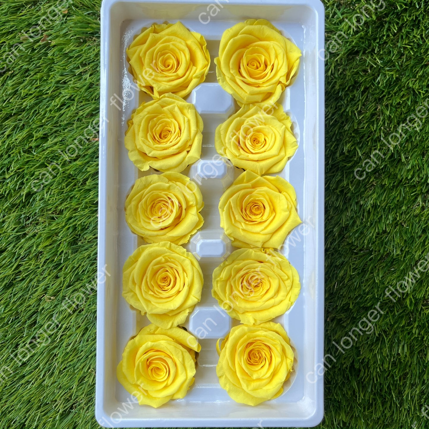 ✿ 台灣現貨 ✿ R10 永生玫瑰 3~4cm玫瑰 Ａ級 10朵裝 永生花 不凋花