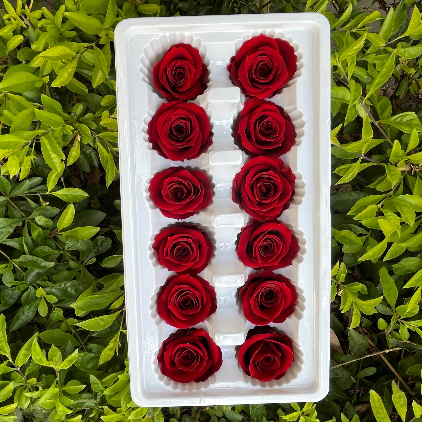 R12 十二輪玫瑰