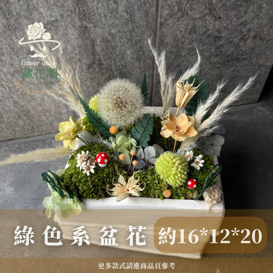 Gift-FP04 可愛精靈森林 綠色系永生蒲公英書本造型陶瓷盆花 綠色 蒲公英 盆花 開幕 送禮 慶賀 擺飾 裝飾