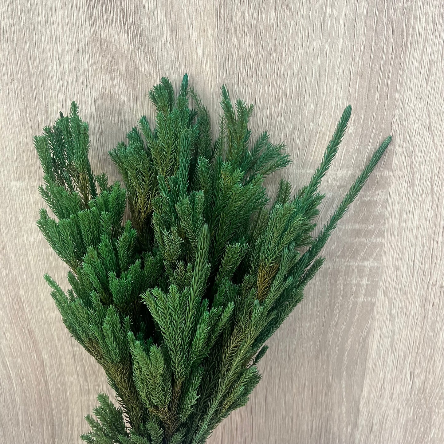 PL012/DL012過山龍柏 石松